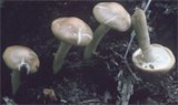 Agrocybe praecox (polówka wczesna)