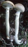 Agrocybe praecox (polówka wczesna)