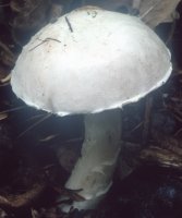 Unidentified-Agaricus-etc (niezidentyfikowane)