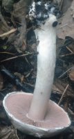 Unidentified-Agaricus-etc (niezidentyfikowane)