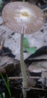 Unidentified-Cortinarius