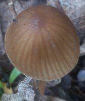 Unidentified-Cortinarius