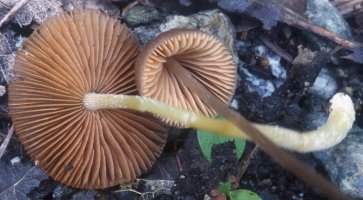 Unidentified-Cortinarius