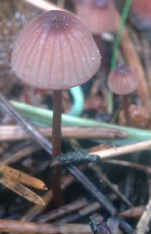 Mycena capillaripes (grzybówka rurkowatotrzonowa)