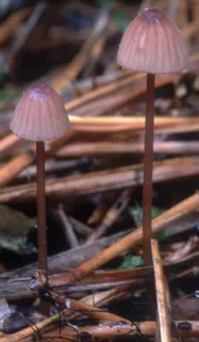 Mycena capillaripes (grzybówka rurkowatotrzonowa)