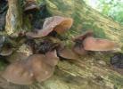 Auricularia auricula-judae (uszak bzowy)