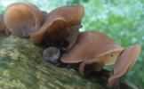 Auricularia auricula-judae (uszak bzowy)