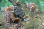 Auricularia auricula-judae (uszak bzowy)