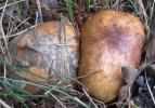 Suillus granulatus (maślak ziarnisty)