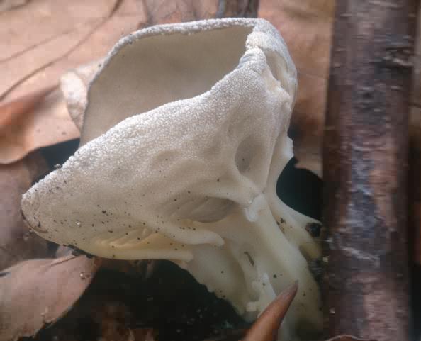 Helvella acetabulum (piestrzyca pucharowata)