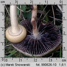 Protostropharia semiglobata (pierścieniak półkulisty)