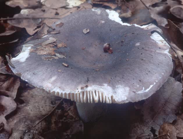 Russula grisea (gołąbek szary)