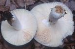 Russula grisea (gołąbek szary)