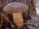 Unidentified-Russula