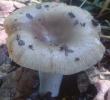 Russula sororia (gołąbek piekący)