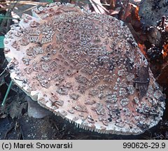 Amanita rubescens (muchomor czerwieniejący)