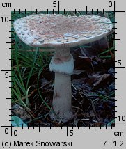 Amanita rubescens (muchomor czerwieniejący)