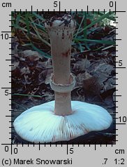 Amanita rubescens (muchomor czerwieniejący)