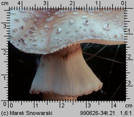 Amanita rubescens (muchomor czerwieniejący)