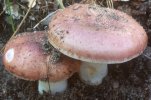 Russula vesca (gołąbek wyborny)