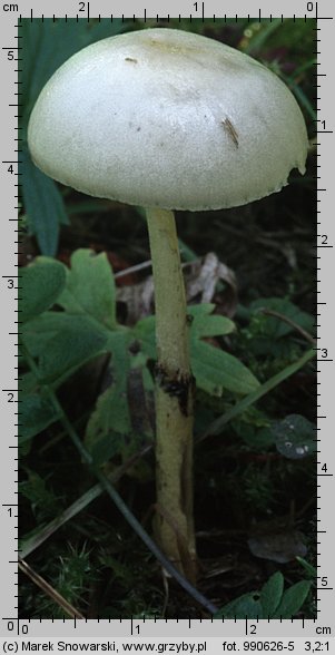 Protostropharia semiglobata (pierścieniak półkulisty)