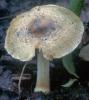 Inocybe margaritispora (strzępiak perełkowy)