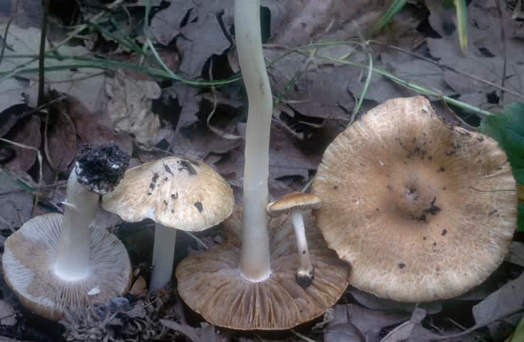 Inocybe margaritispora (strzępiak perełkowy)