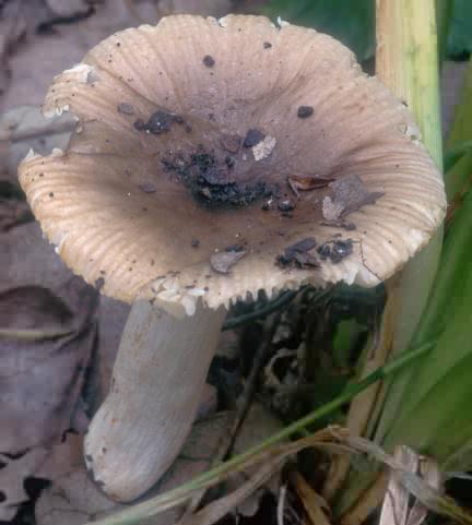 Russula amoenolens (gołąbek przyjemny)