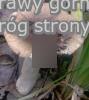 Russula amoenolens (gołąbek przyjemny)
