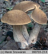 Leccinellum pseudoscabrum (koźlarek grabowy)