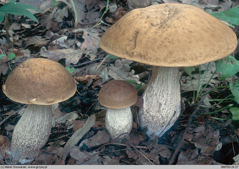 Leccinellum pseudoscabrum (koźlarek grabowy)