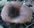 Russula sororia (gołąbek piekący)