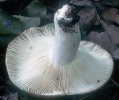 Russula sororia (gołąbek piekący)