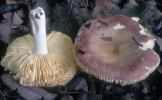 Russula odora