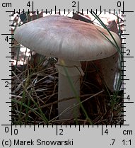 Amanita rubescens (muchomor czerwieniejący)