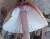 Mycena haematopus (grzybówka krwista)