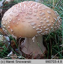 Amanita rubescens (muchomor czerwieniejący)