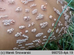 Amanita rubescens (muchomor czerwieniejący)