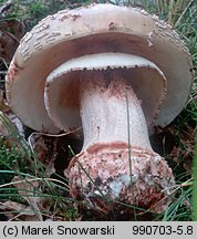 Amanita rubescens (muchomor czerwieniejący)