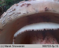 Amanita rubescens (muchomor czerwieniejący)