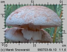 Amanita rubescens (muchomor czerwieniejący)