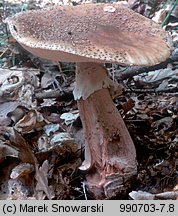 Amanita rubescens (muchomor czerwieniejący)