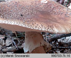 Amanita rubescens (muchomor czerwieniejący)