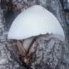 Volvariella bombycina (pochwiak jedwabnikowy)