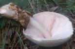 Volvariella bombycina (pochwiak jedwabnikowy)