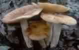 gołąbek śmierdzący (Russula foetens)