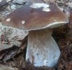 Boletus edulis (borowik szlachetny)