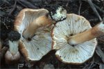 Unidentified-Inocybe