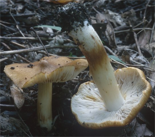 Unidentified-Inocybe