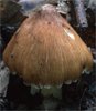 Unidentified-Inocybe